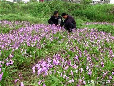 白芨种植技术和栽培要点是什么？白芨种植技术白芨种植方法