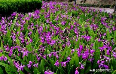 白芨种植技术和栽培要点是什么？白芨种植技术白芨种植方法