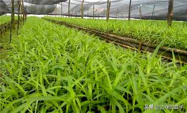 白芨种植技术和栽培要点是什么？白芨种植技术白芨种植方法