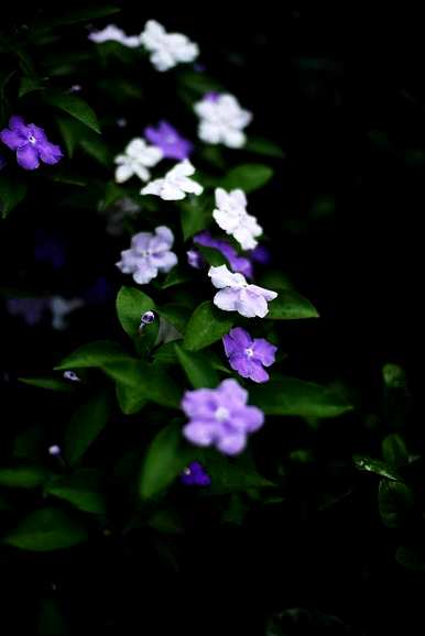 如何适当浇水双色茉莉花花期，如何在春季维护双色茉莉花？