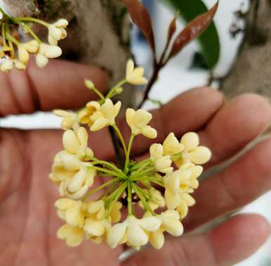 桂花什么时候开花有什么预兆？桂花什么时候开花？