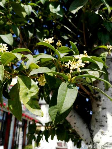 桂花什么时候开花有什么预兆？桂花什么时候开花？