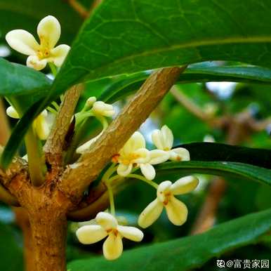 桂花什么时候开花有什么预兆？桂花什么时候开花？