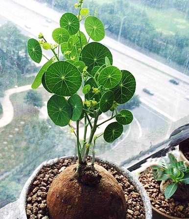 什么样的绿色植物能净化空气，什么样的绿色植物能净化空气？