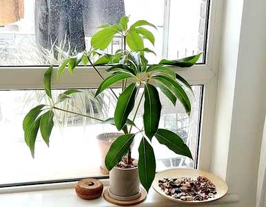 什么样的绿色植物能净化空气，什么样的绿色植物能净化空气？