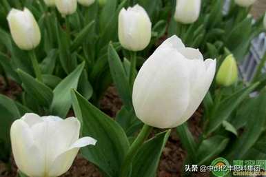 郁金香花期结束后该怎么办？郁金香花期过后该怎么办？