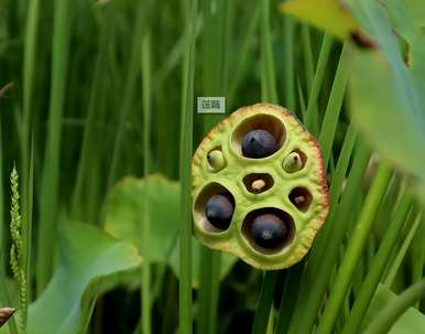 无土池莲藕种植技术视频，莲藕种植技术要领是什么？