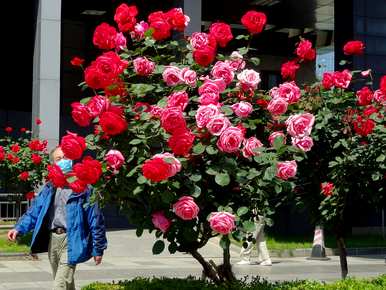 什么树桩嫁接月季花树，什么树桩嫁接月季花树？