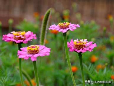 如何种植非洲菊，非洲菊温室种植技术