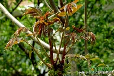 红油香椿树苗温室种植详细技术，香椿树苗如何种植