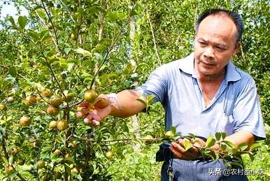 如何种植山油茶