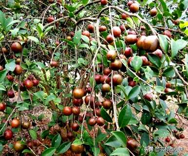 如何种植山油茶