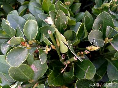 黄杨是什么植物，黄杨冬青是什么植物？