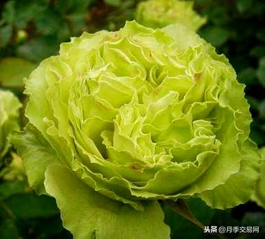 为什么月季花瓣的颜色越来越淡，月季花的颜色有什么特点？