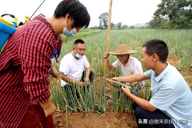 大葱怎么种盆栽，大葱怎么种