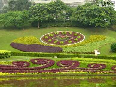 无锡五色草种植基地、五色草种植方法及技术