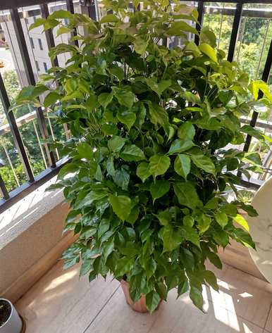 家里最好养什么花和植物，家里最好养什么植物？