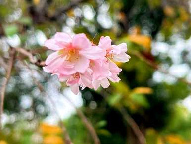 樱花几月份开放，顾村樱花开放时间