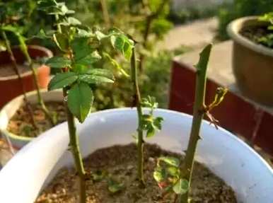 如何种植鞭炮花，如何种植鞭炮花