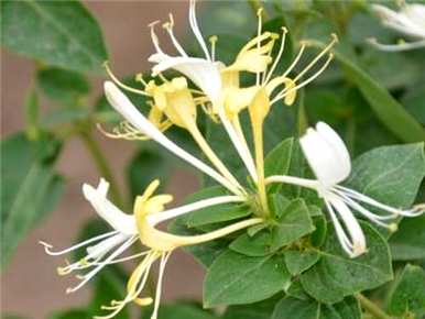 广东金银花种植基地，金银花新手如何种植？