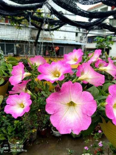 什么花一年四季都会开花，花坛里种什么花一年四季都会开花