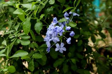 什么花一年四季都会开花，花坛里种什么花一年四季都会开花