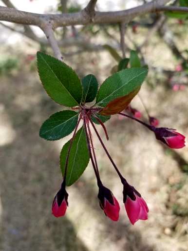 为什么垂丝海棠不开花，垂丝海棠何时开花？