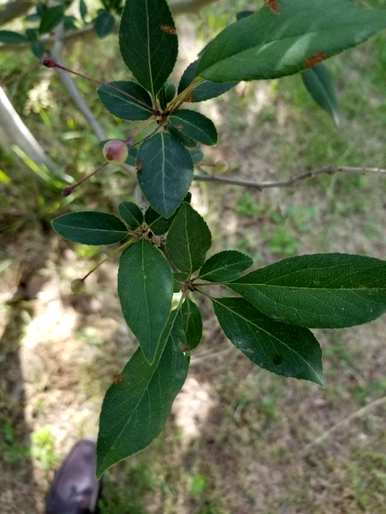 为什么垂丝海棠不开花，垂丝海棠何时开花？