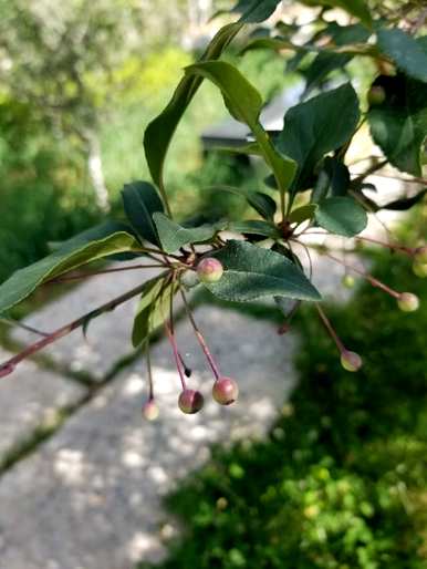 为什么垂丝海棠不开花，垂丝海棠何时开花？