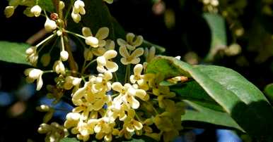 桂花在什么季节开放，菊花和桂花在什么季节开放？