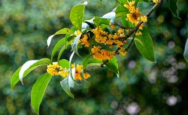 桂花在什么季节开放，菊花和桂花在什么季节开放？