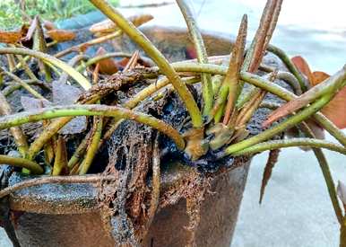 小睡莲种植方法种子，家养睡莲种植方法