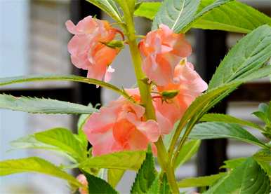 凤仙花一年开几次花，凤仙花能爆几次盆