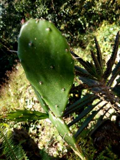 如何种植仙人掌，如何种植仙人掌