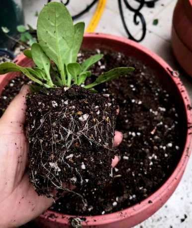 植物种植方法是什么，植物幼苗种植方法的步骤是什么