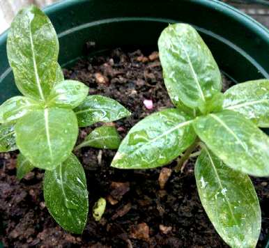 植物种植方法是什么，植物幼苗种植方法的步骤是什么