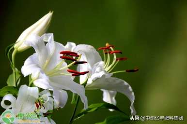 百合种植时间和方法，百合种植时间和方法