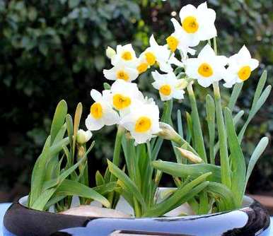 水仙花能养水吗？水仙花开花后怎么处理？