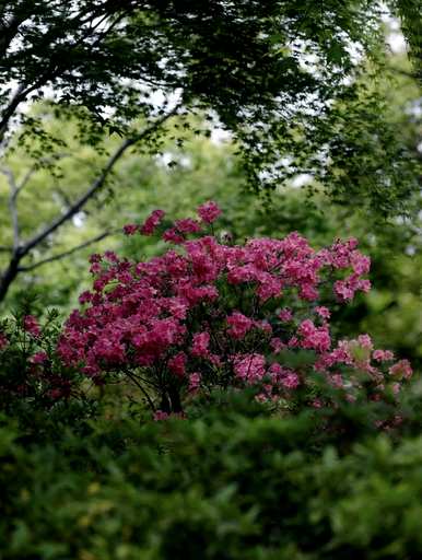 杜鹃花几月开花，杜鹃花几月开花