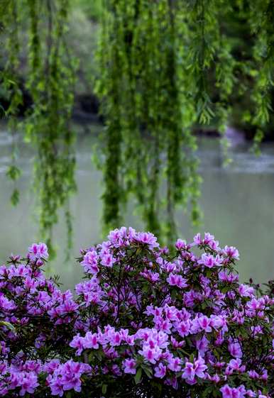 杜鹃花几月开花，杜鹃花几月开花