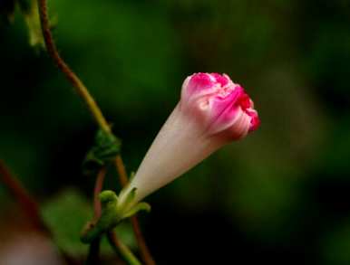 牵牛花的种子叫什么，牵牛花的种子叫什么？