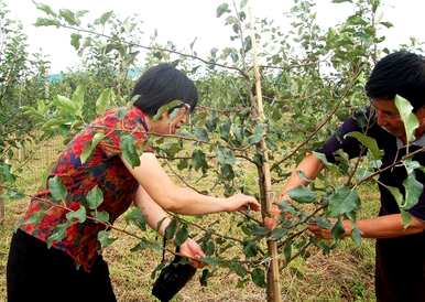 冬天修剪苹果树枝的技巧，什么时候修剪苹果树枝？