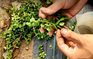 哪种蕨类植物最适合饲养，最好的植物是什么？