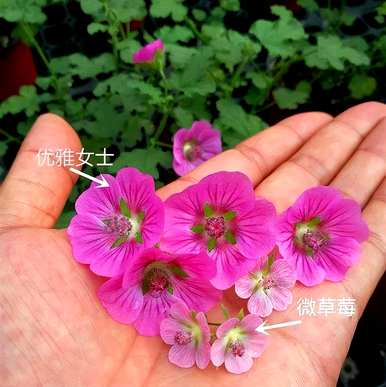 月份的花是什么，每个月的花是什么？