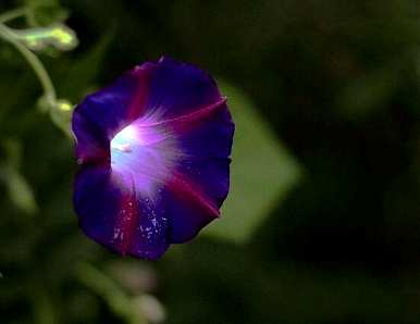 牵牛花有毒怎么养？野生牵牛花种子有毒