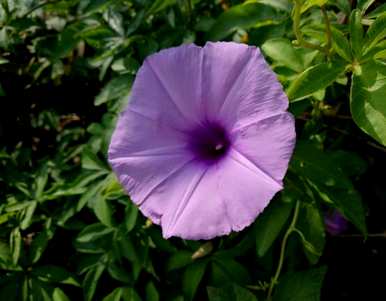 牵牛花有毒怎么养？野生牵牛花种子有毒