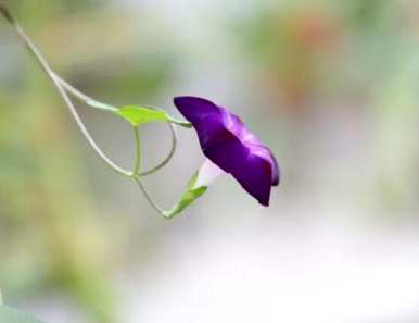 牵牛花有毒怎么养？野生牵牛花种子有毒