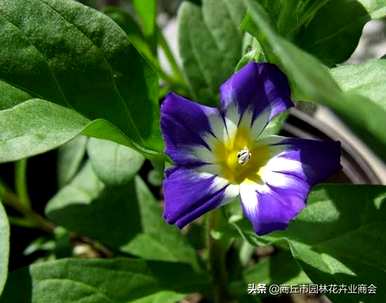 三色旋花花期什么时候，四川三色旋花种有哪些？