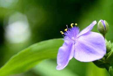 紫露草能水培吗？白花紫露草水培扦插方法