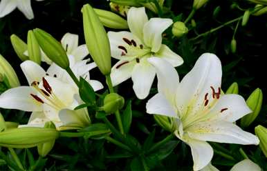 什么季节最适合种植百合花？百合花的花语是什么？